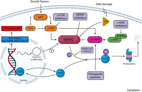 Frontiers Targeting The Mdm2 P53 Pathway In Dedifferentiated Liposarcoma