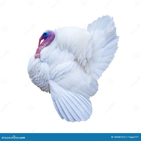 White Turkey Turkey Isolated On A White Background Stock Photo Image