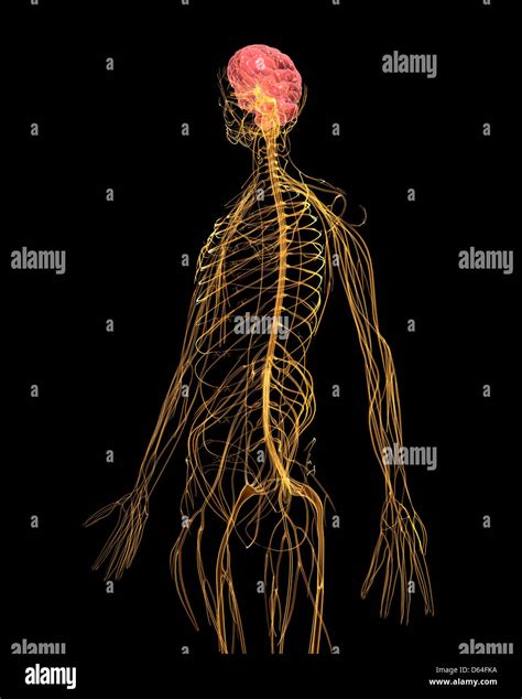 Menschliches Nervensystem Anatomisch Stockfotos Und Bilder Kaufen Alamy