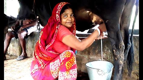 Full Cow Milking By Hand। Our Village Woman Milking A Cow। Channel 96