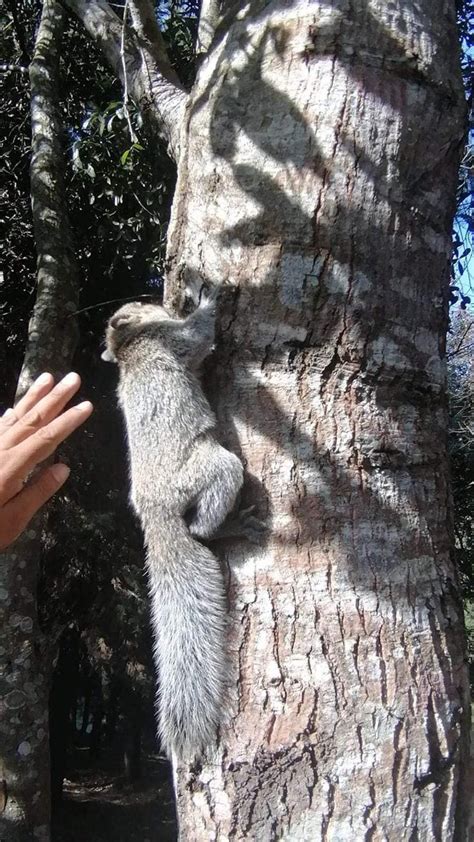 Nuestro Diario On Twitter Descubrieron Que Era Una Ardilla Mascota