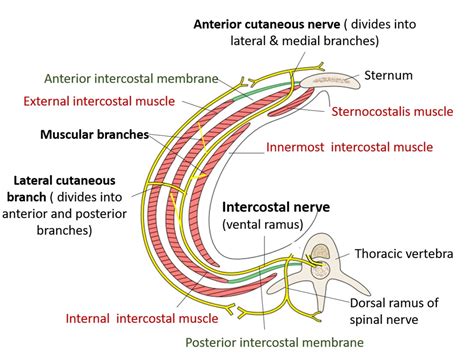 Thoracic wall – Anatomy QA