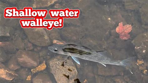 Shallow Water Walleye YouTube