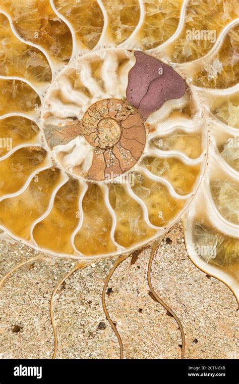 Macro Photograph Of A Split Fossilized Ammonite Shell Showing The