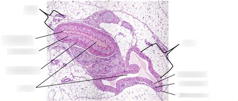 Blood Vessel Histology Diagram Quizlet