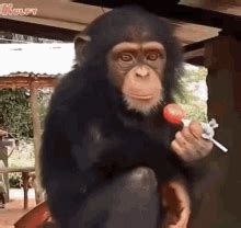 Chimp GIFs | Tenor