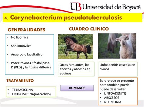 Bacilos Aerobios Gram Positivos Ppt