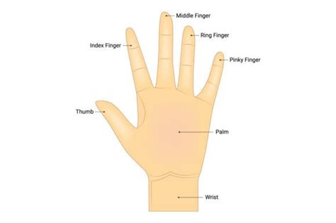 Human Hand Anatomy Science Design Vector Graphic by hamjaiu · Creative ...