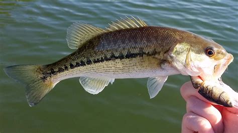 Differences Between Largemouth Bass And Spotted Bass Bassgrab