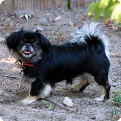 Pekingese Puppies for Sale | Buckeye Puppies