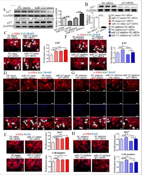 P27 Is A Target Gene Of MiR 222 In Pulmonary Artery Smooth Muscle Cells