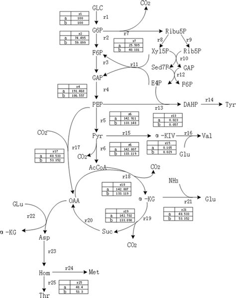 Metabolic Pathway And The Flux Distributions Of E Coli JLTHR The