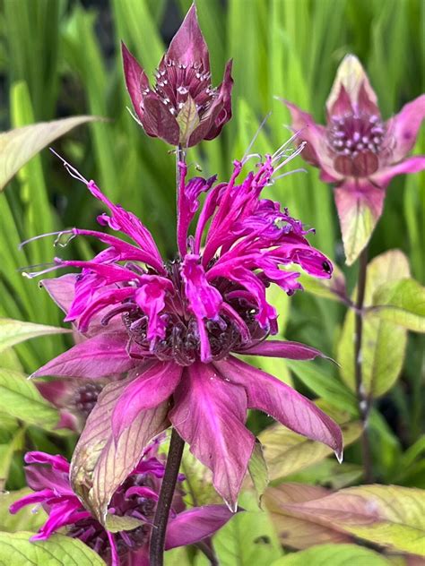 Monarda ‘on Parade Pan Global Plants