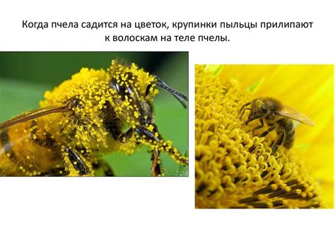 Пчела. Добыча меда - презентация онлайн