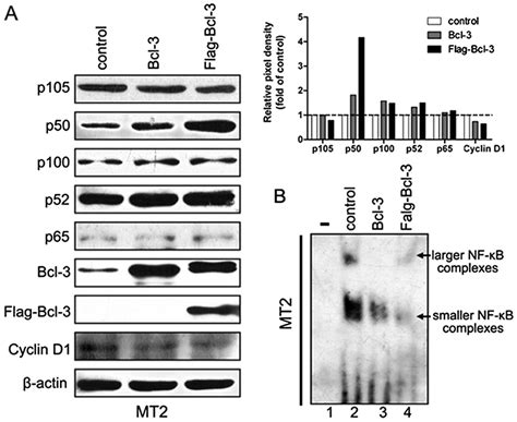 Bcl 3 Suppresses Tax Induced Nf κb Activation Through P65 Nuclear