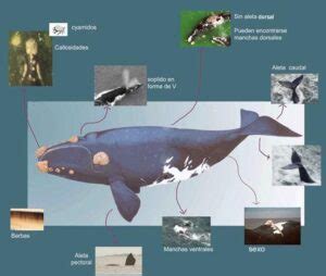 Formación de callosidades en la ballena franca austral guía completa