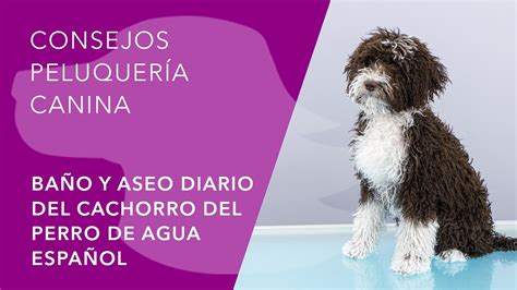 DEL PERRO DE AGUA ESPAÑOL PDAE BAÑO Y ASEO DIARIO DEL CACHORRO