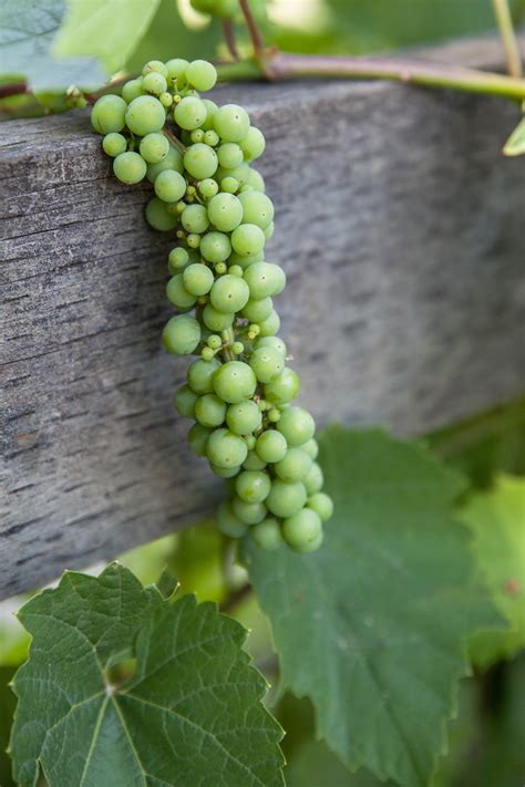 Fotos Gratis Uva Vi Edo Vino Granja Fruta Hoja Flor Verano