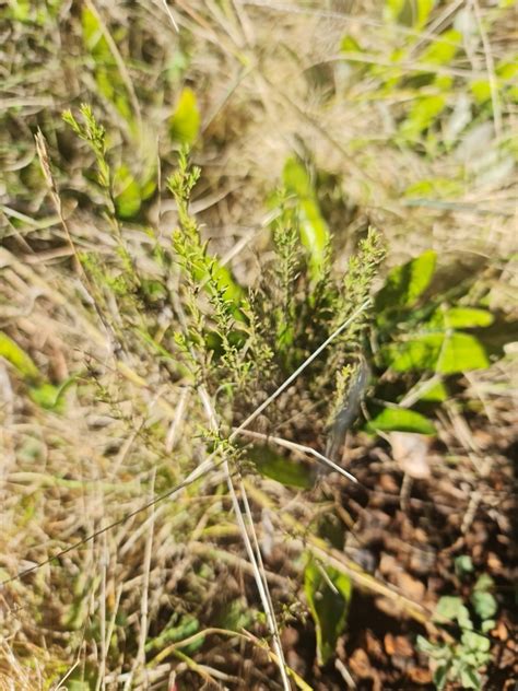 Spear Stonecrop From Carletonville South Africa On May