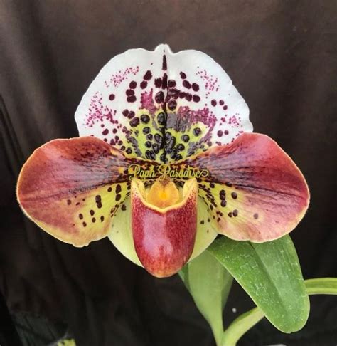 Paph Hybrids Archives - Paph Paradise | Orchids, Paphiopedilum, Bloom