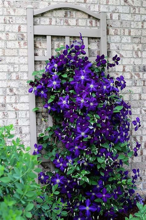 Clematis The Queen Of Climbing Plants Great Ideas For Your Yard And