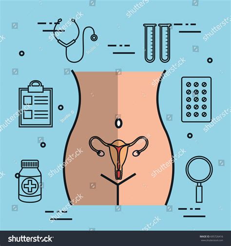 Female Reproductive System Uterus Gynecology เวกเตอร์สต็อก ปลอดค่า