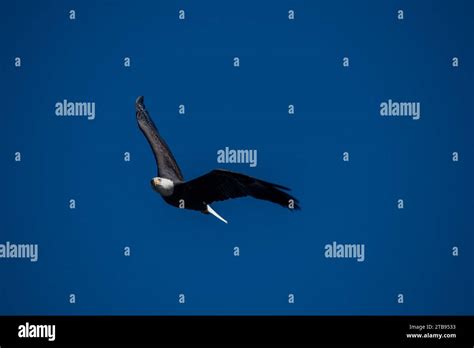 Bald Eagles Conowingo Dam Maryland USA Stock Photo - Alamy