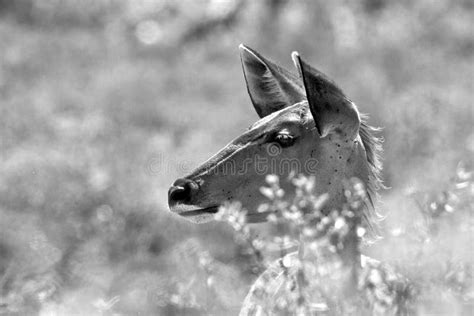 266 Perfil Del Elefante Africano En Blanco Y Negro Fotos De Stock