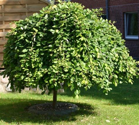Ива Козья Salix caprea (76 фото) - фото - картинки и рисунки: скачать ...