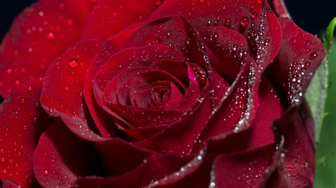 Fondos de pantalla Rosa roja flor pétalos gotas de agua 5120x2880