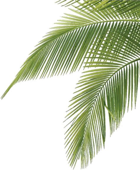 Aesthetic Palm Tree Leaves Free Download