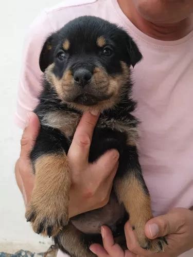 Lindos Filhotes De Cães Da Raça Rottweiler Machos E Fêmeas