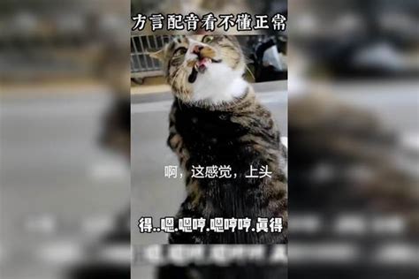 猫咪的迷惑行为