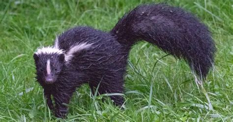 Skunk Food: Understanding the Diet of Skunks | Critter Stop