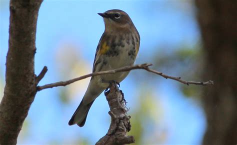 Img0596 Yellow Rumped Warbler Immature Male Gary Leavens Flickr