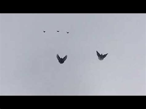 Николаевские голуби Воронежская область - YouTube