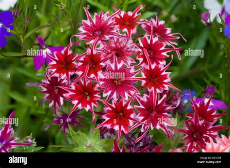 Annual phlox (Phlox drummondii Stock Photo - Alamy