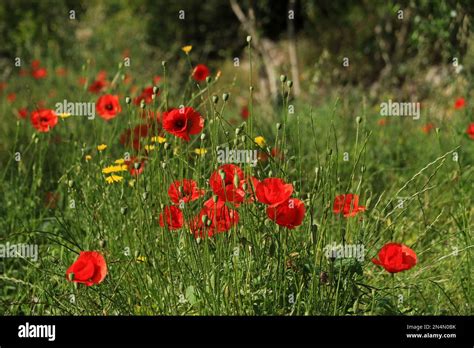 Wild Flanders Poppy Hvar Island Croatia Stock Photo Alamy