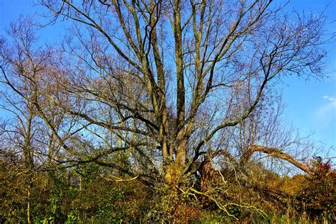 Árbol Rama Desnudo Arbol De Foto gratis en Pixabay Pixabay