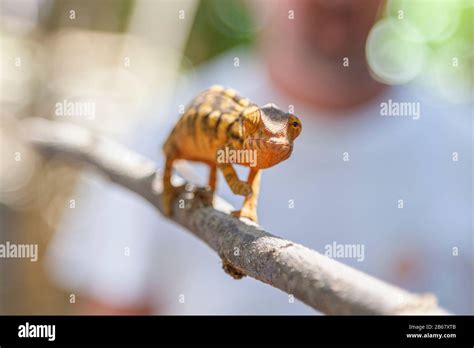Reptiles Of Madagascar Hi Res Stock Photography And Images Alamy