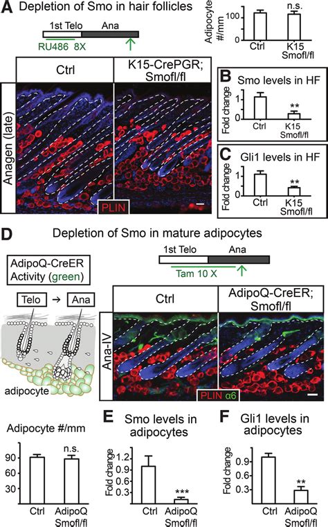 Shh Pathway Activity Is Not Required In The Hair Follicles Or Mature