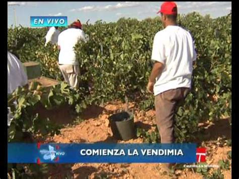 Clm En Vivo Primera Vendimia En Bodegas Felix Solis Valdepe As