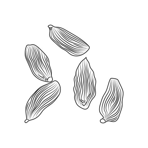 Hand Drawn Dry Cardamom Isolated On White Background 5673671 Vector