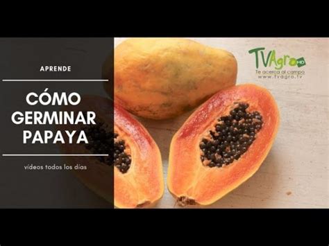 C Mo Sembrar Semillas De La Variedad De Papaya Maradol Sembrar Plantas