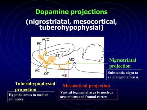 Ppt Catecholamines Dopamine [da] Norepinephrine [ne] Epinephrine [epi] Powerpoint