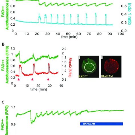 Imaging Of Mitochondrial Autofluorescence A C Simultaneous Imaging