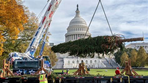 Capitol Christmas Tree From West Virginia Goes Up On At West Lawn