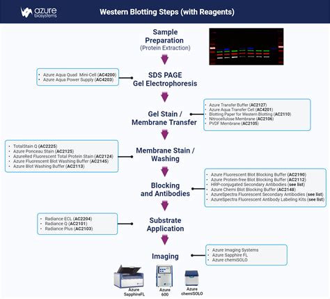 Common Western Blotting Questions Answered Azure Biosystems