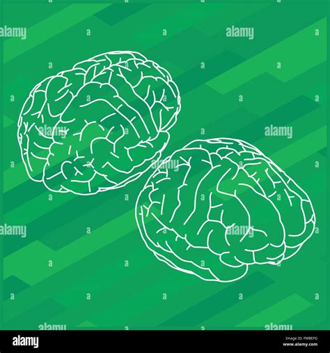 Vector Outline Illustration Human Brain Stock Vector Image And Art Alamy