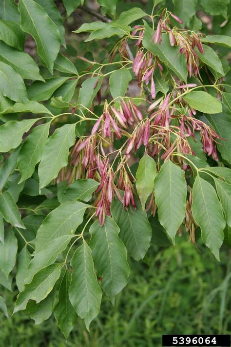 Flowering Ash Fraxinus Ornus